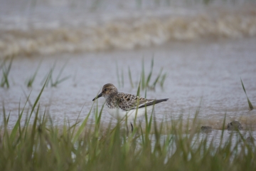 Sanderling, MJMcGill.JPG